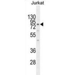 Engulfment And Cell Motility 2 (ELMO2) Antibody