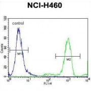 Fibrinogen Like Protein 2 (FGL2) Antibody