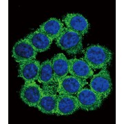 CUB And Zona Pellucida-Like Domain-Containing Protein 1 (CUZD1) Antibody