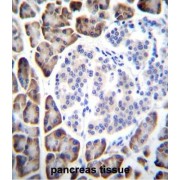 Urocanate Hydratase (UROC1) Antibody