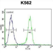 Myosin XIX (MYO19) Antibody