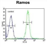 Tetratricopeptide Repeat Protein 9C (TTC9C) Antibody