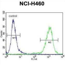 Mesoderm Induction Early Response Protein 2 (MIER2) Antibody