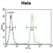 Autophagy-Related Protein 7 (APG7L) Antibody