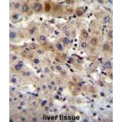 Autophagy-Related Protein 7 (APG7L) Antibody