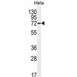 Autophagy-Related Protein 7 (APG7L) Antibody