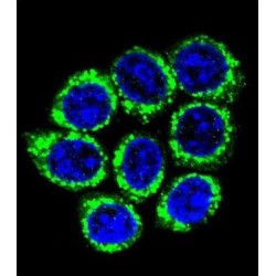 Golgin Subfamily A Member 8A (GOG8A) Antibody