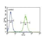 Cytochrome P450 11B2 (CYP11B2) Antibody