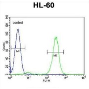 F-Box And WD Repeat Domain Containing 11 (FBXW11) Antibody