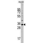 Mouse MOGT2 Antibody