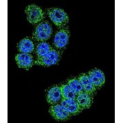 Dipeptidyl Peptidase 3 (DPP3) Antibody