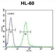 Gamma-Glutamyl Hydrolase (GGH) Antibody