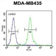 Olfactory Receptor 2L13 (OR2L13) Antibody