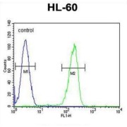 Olfactory Receptor Family 2 Subfamily F Member 2 (OR2F2) Antibody