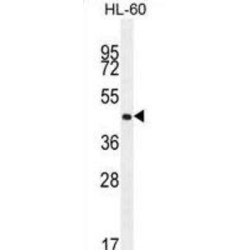 Olfactory Receptor Family 2 Subfamily F Member 2 (OR2F2) Antibody