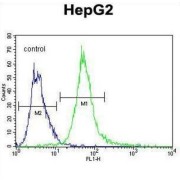 Speedy Protein E1 (SPDYE1) Antibody