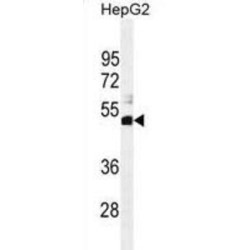 Speedy Protein E1 (SPDYE1) Antibody