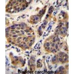 YOD1 Deubiquitinase (YOD1) Antibody