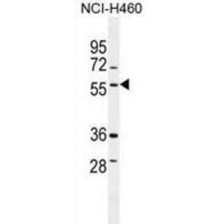 t-SNARE Domain-Containing Protein 1 (TSNARE1) Antibody