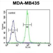 Caspase 3 (CASP3) Antibody