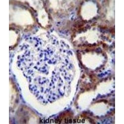 Caspase 3 (CASP3) Antibody