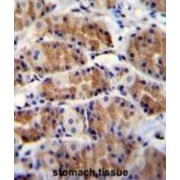 DNA-Directed RNA Polymerase III Subunit RPC7-Like (POLR3GL) Antibody