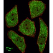 Leucine Rich Repeat Containing 45 (LRRC45) Antibody