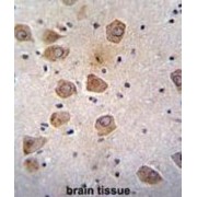 Clavesin 2 (RLBP1L2) Antibody