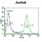 Zinc Finger Protein 648 (ZNF648) Antibody