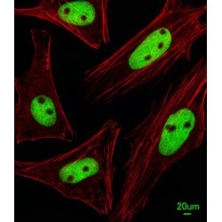 KRBA2 Antibody