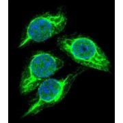 Stimulated By Retinoic Acid 8 (STRA8) Antibody