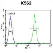 Corticotropin-Releasing Factor Receptor 2 (CRFR2) Antibody