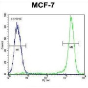 Kinase Suppressor of Ras 2 (KSR2) Antibody