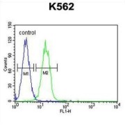 Jumonji Domain-Containing Protein 2C (JMJD2C) Antibody