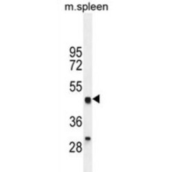 LZP Antibody