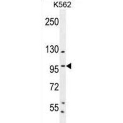Transcription Factor SP1 (SP1) Antibody