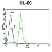 Carnitine O-Palmitoyltransferase 1, Brain Isoform (CPT1C) Antibody