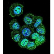 Rac-GTPase Activating Protein 1 (RACGAP1) Antibody