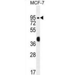 Rac-GTPase Activating Protein 1 (RACGAP1) Antibody