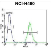 Coiled-Coil Domain-Containing Protein 54 (CCDC54) Antibody