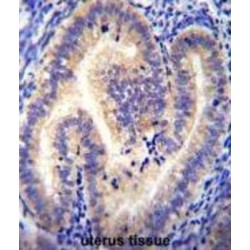 Coiled-Coil Domain-Containing Protein 54 (CCDC54) Antibody