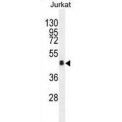 Olfactory Receptor Family 4 Subfamily N Member 4 (OR4N4) Antibody