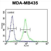 Coiled-Coil Domain-Containing Protein 81 (CCDC81) Antibody