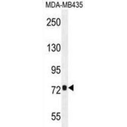 Coiled-Coil Domain-Containing Protein 81 (CCDC81) Antibody