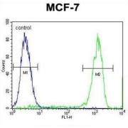 Transmembrane Protein 132E (TMEM132E) Antibody