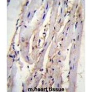 Syntaxin-19 (STX19) Antibody