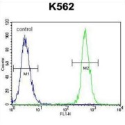 Nucleoside Diphosphate-Linked Moiety X Motif 19, Mitochondrial (NUDT19) Antibody