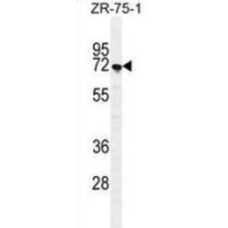 Sushi Domain-Containing Protein 5 (SUSD5) Antibody