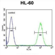 WD Repeat-Containing Protein 93 (WDR93) Antibody