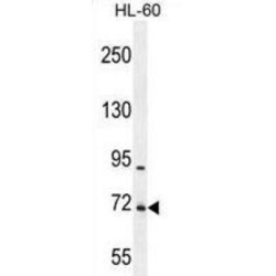 WD Repeat-Containing Protein 93 (WDR93) Antibody